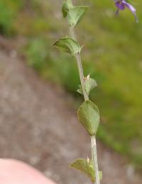 Triodanis perfoliata image